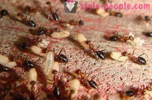Ant масло за епилация: мнения, инструкции, противопоказания