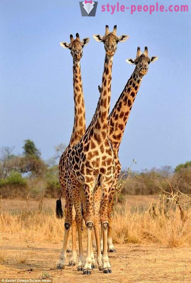 В Замбия, триглав жирафа удари топката