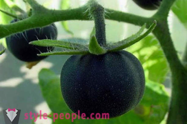 Необичайни клас черни домати