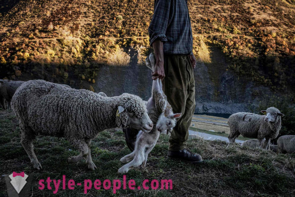 Животът на овчаря в Алпите