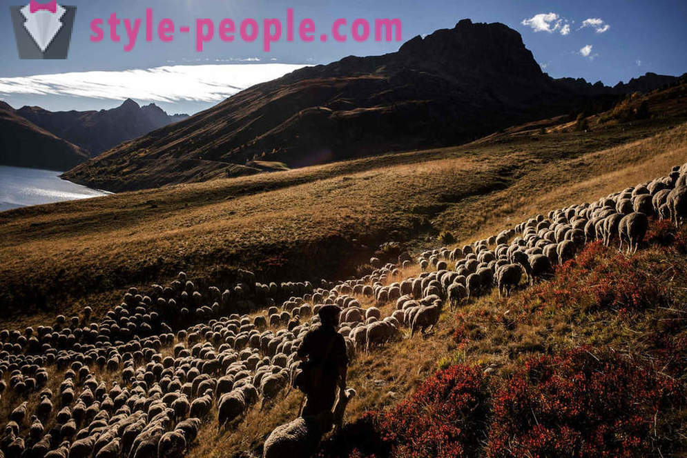 Животът на овчаря в Алпите