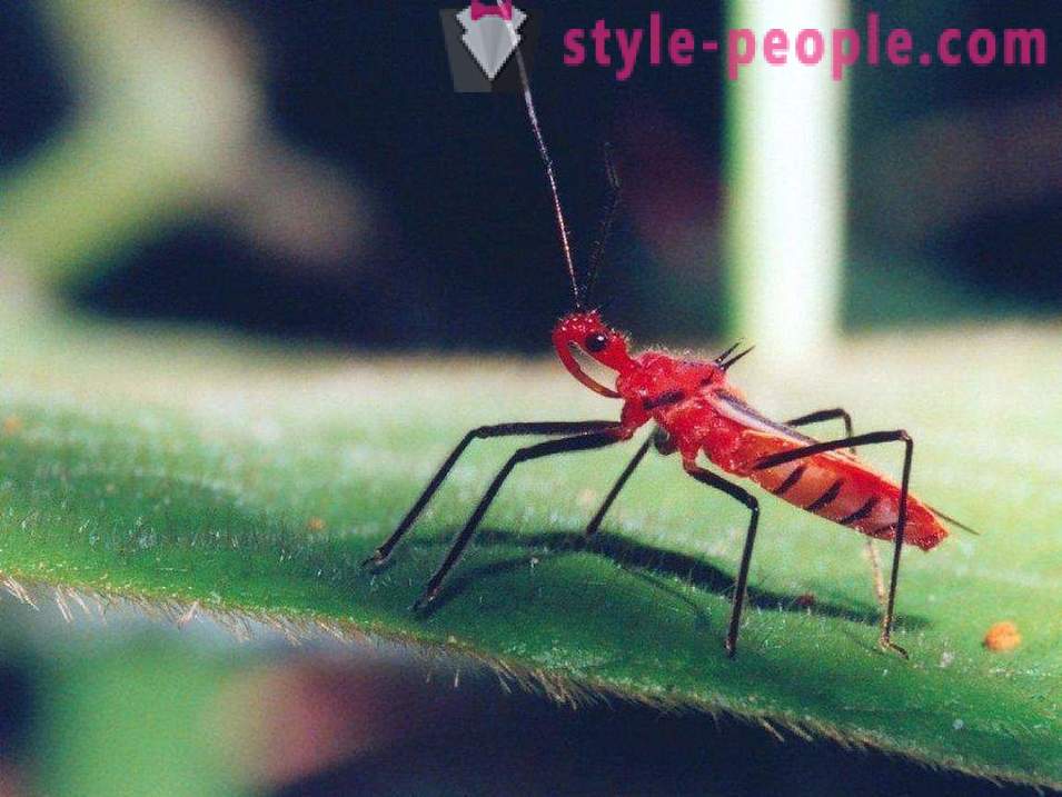 Най-опасните насекоми на планетата