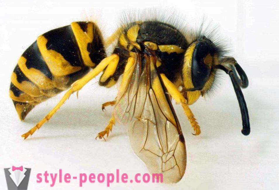 Най-опасните насекоми на планетата