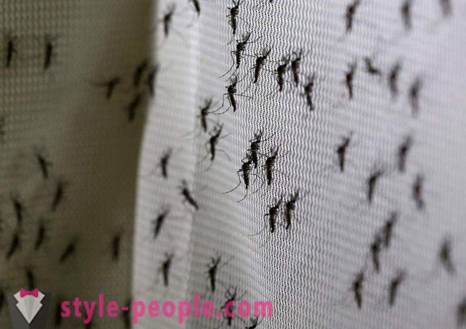 Бил Гейтс е отпуснало милиони долари, за да създадете убиец комари