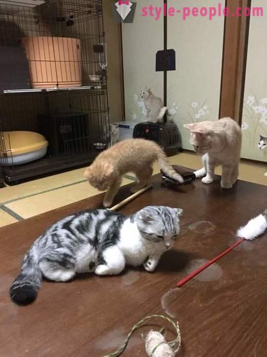 Японски хотел, където можете да вземете котка под наем