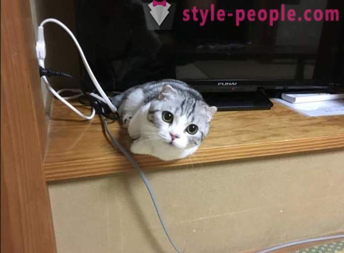 Японски хотел, където можете да вземете котка под наем