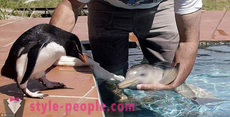 Невероятно за делфини