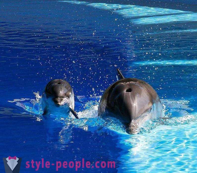 Невероятно за делфини