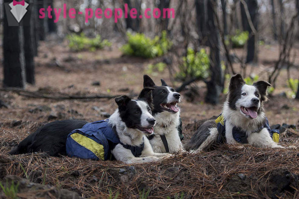 Кучета помагат за възстановяването на чилийските гори