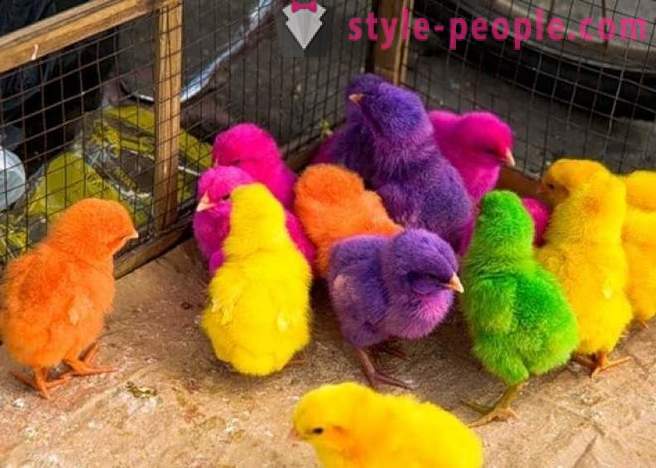 Тъй като производството на цветни пилета