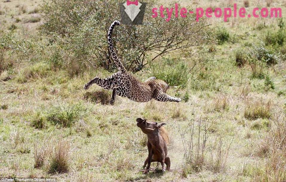 Лов виртуози: Flying Leopard