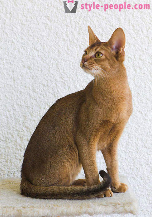 Възпроизвеждане на д-р Моро: Karaketov - най-скъпата и най-рядката порода котки