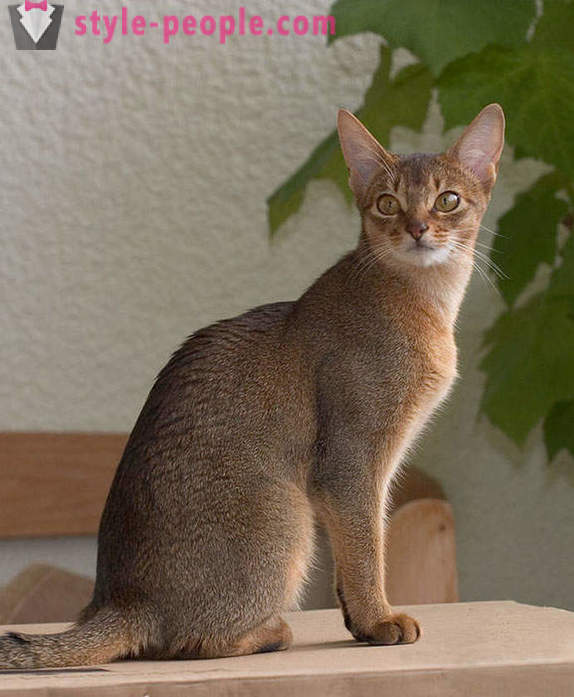 Възпроизвеждане на д-р Моро: Karaketov - най-скъпата и най-рядката порода котки