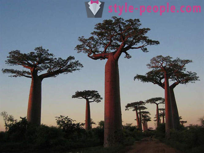 Най-впечатляващи дървета в света