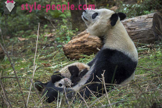 Как да растат гигантски панди в Съчуан
