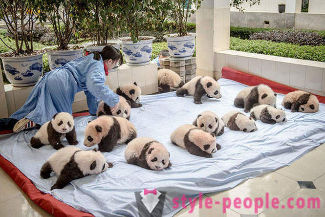 Как да растат гигантски панди в Съчуан
