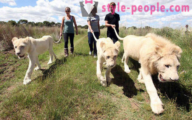 Една разходка в компанията на бели лъвове