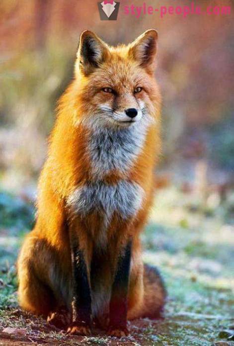 Как да се хване лисица? Особености на лова на лисици. Капан за лисици