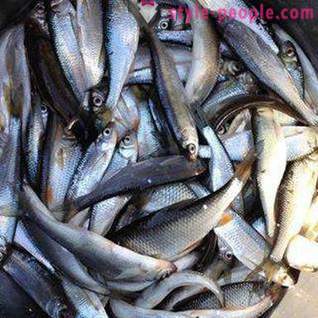 Риболов на Pakhra: снимки и отзиви. места за риболов