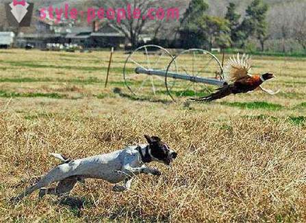 На лов за фазани с дрезгав (снимка)