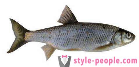 Elec (риба): описание и снимки. Зимни риболов на клен