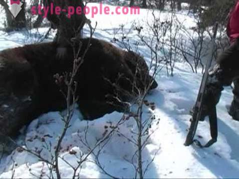 Лов на мечки през зимата. Ловен на полярни мечки