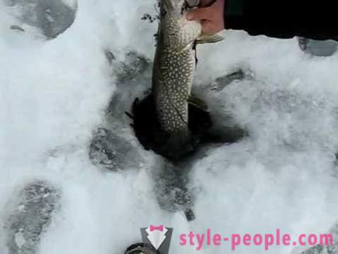 Пайк риболов на zherlitsy зимата. Пайк риболов през зимата тралене