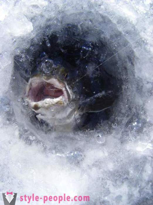 Платика риболов през зимата: тънкостите за начинаещите рибари