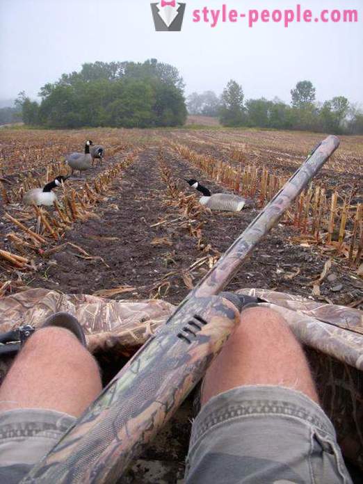На лов за гъска. На лов за гъски през пролетта. ловни закони