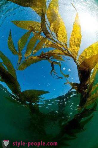 Kelp загуба на тегло. Laminaria (водорасли) за отслабване и прочистване на тялото