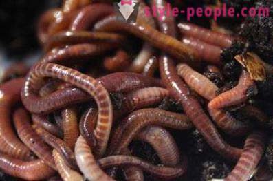 Как да се размножават червеи за риболовна къща